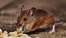 24 Hour & Emergency Exterminators in Highland Park, NJ
